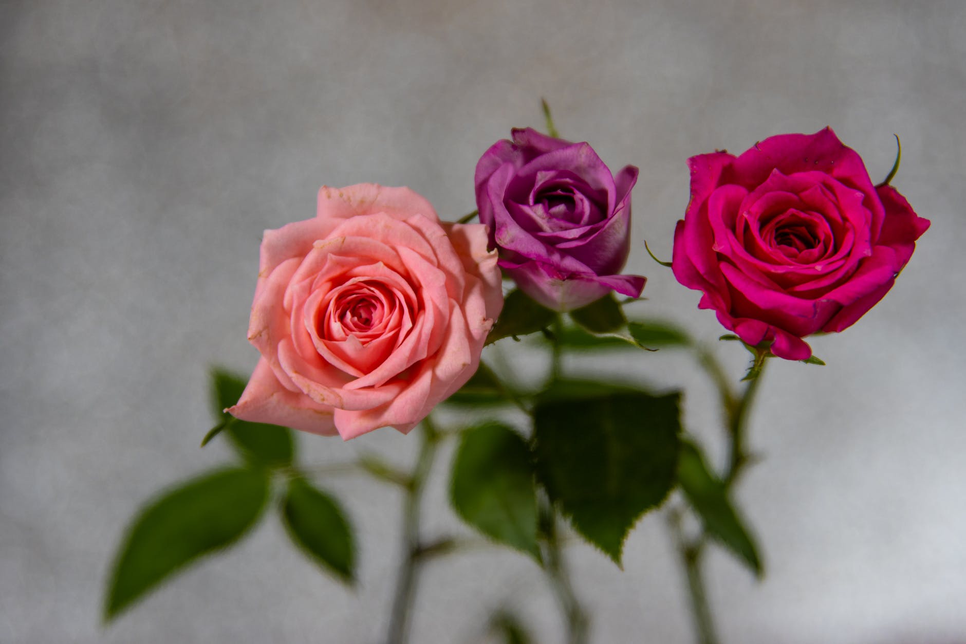 Roses and thorns are both a part of life.